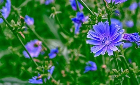 Medicinal Garden Kit Chicory