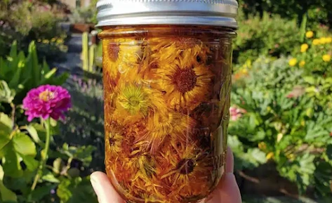 Medicinal Garden Kit Calendula